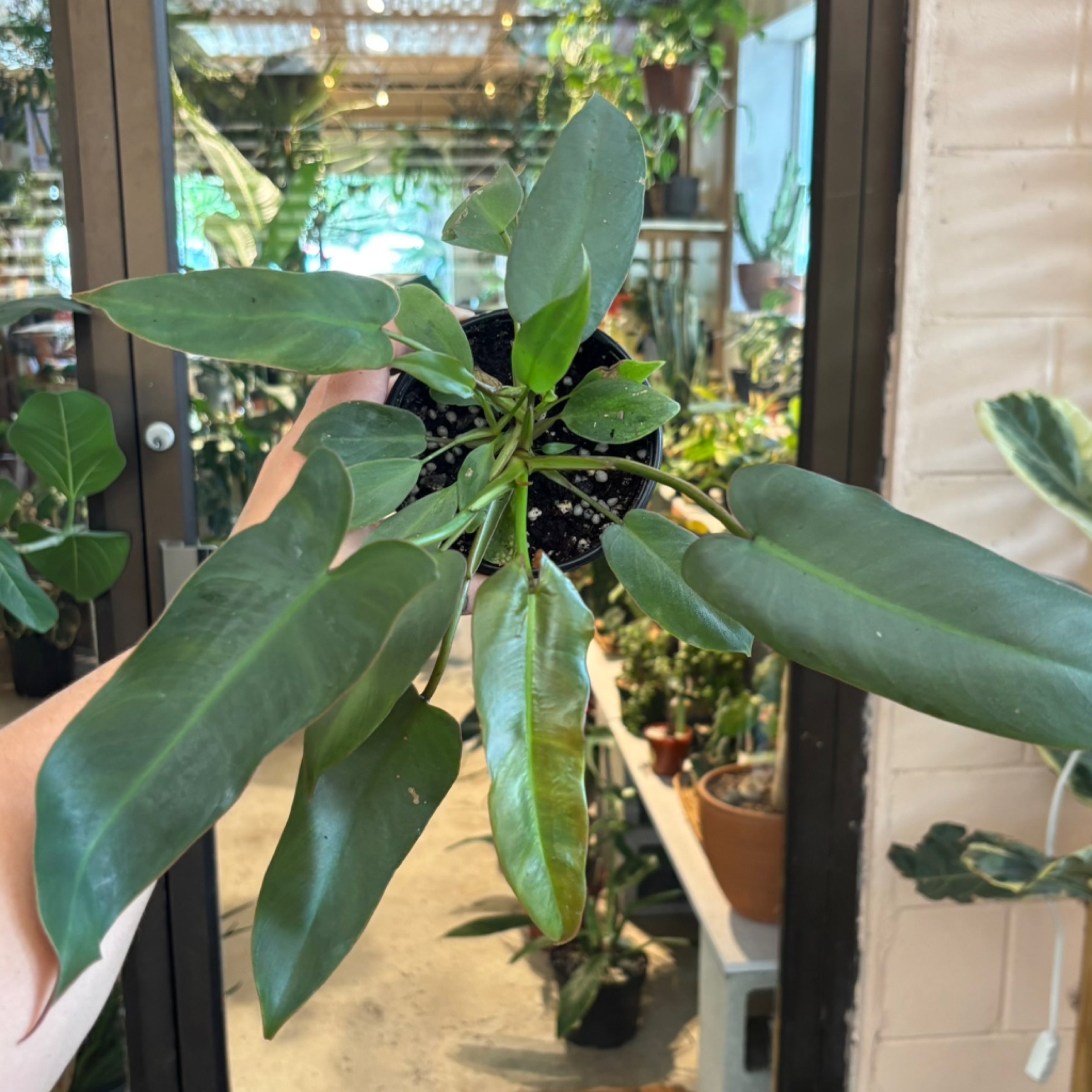 Philodendron longilobatum | Serpentine Plants + Provisions