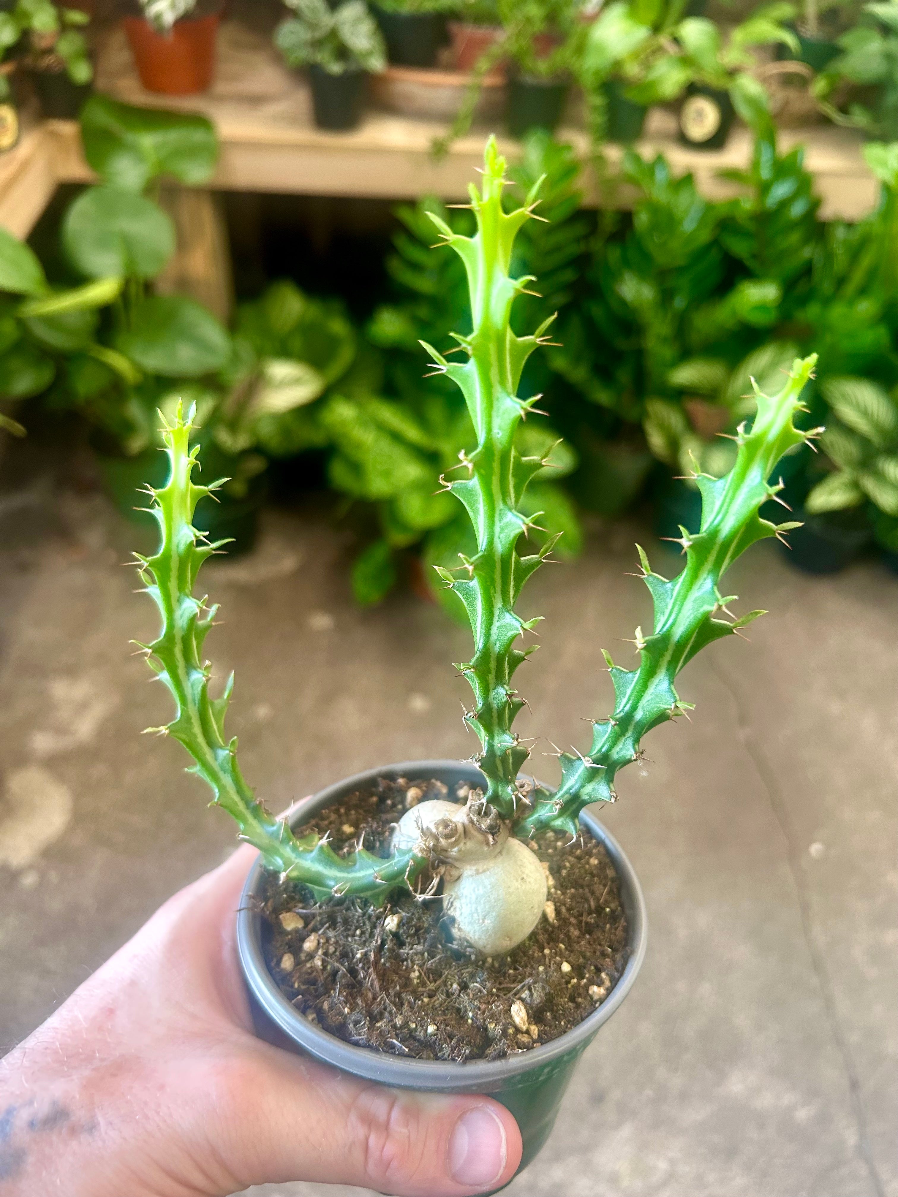 ユーフォルビア　クンチ(Euphorbia knuthii) 2KZLUGQAVEJ6HMC4FPKSKSG6.jpeg