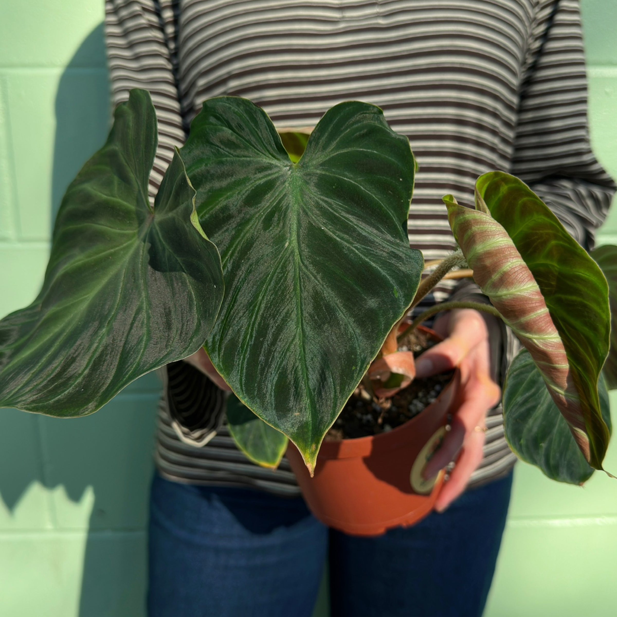 Philodendron verrucosum | Serpentine