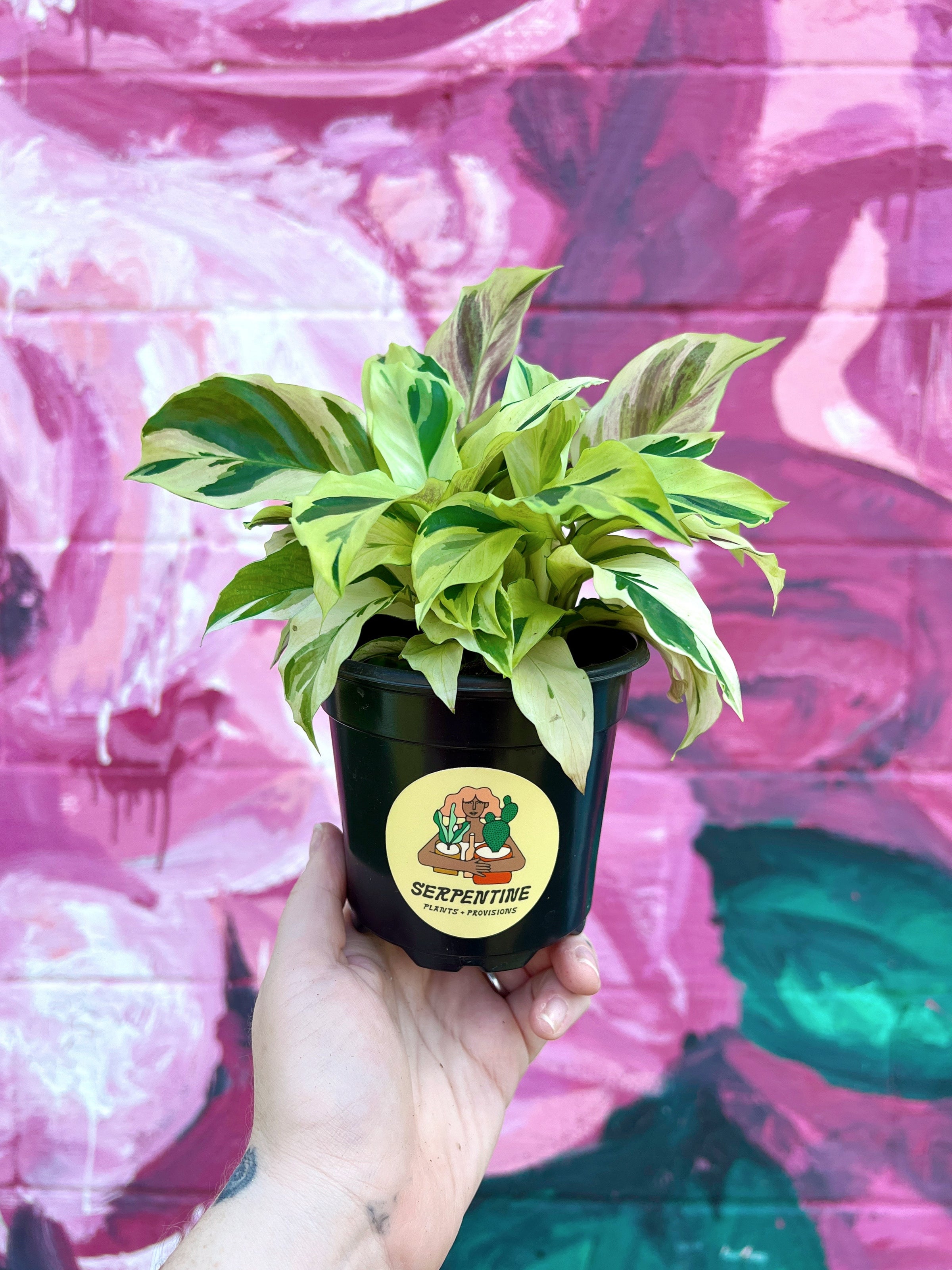 Goeppertia (Calathea) albertii 'Yellow Fusion' | Serpentine Plants +  Provisions