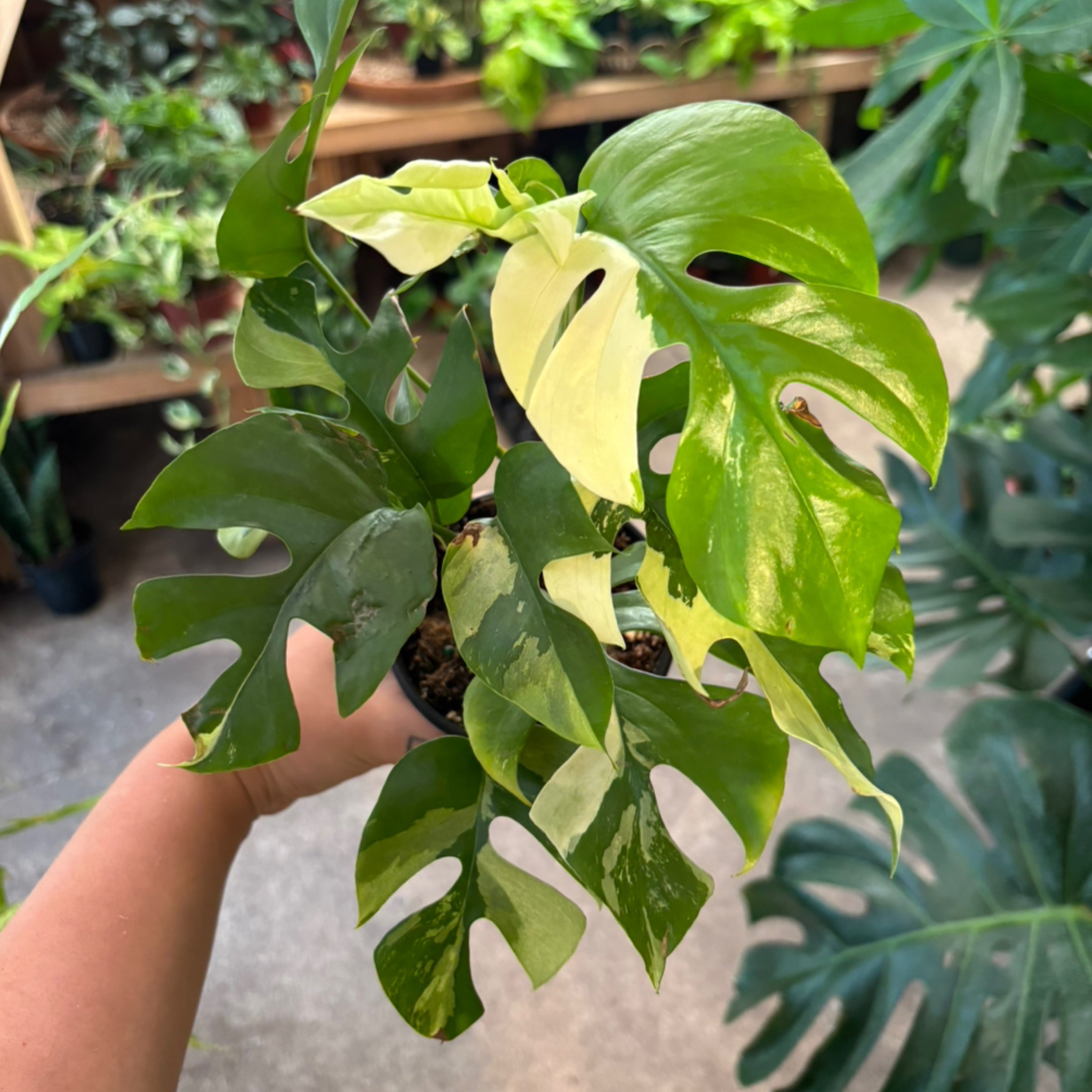 Rhaphidophora tetrasperma 'Variegated' | Serpentine