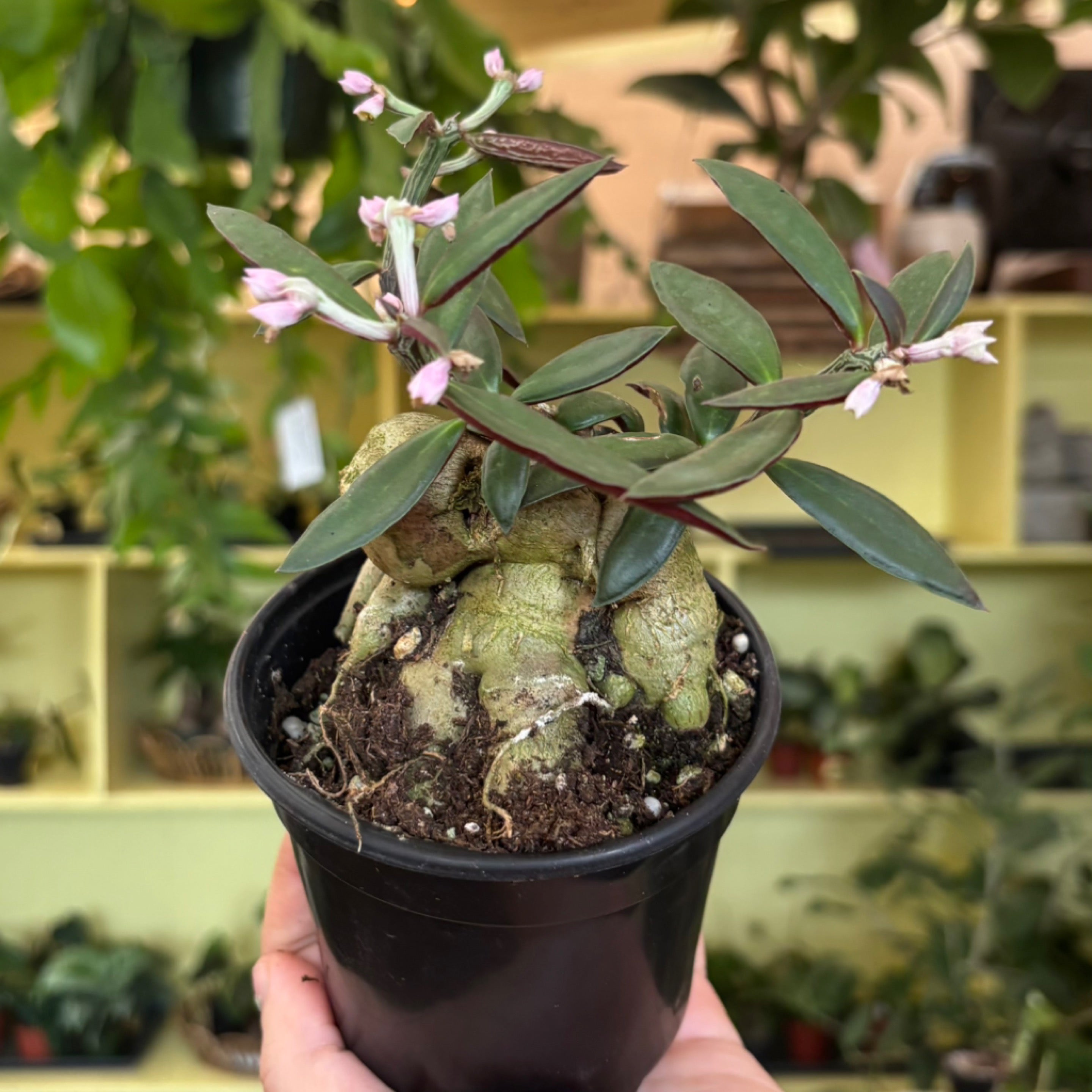 Euphorbia neorubella 'Red Monadenium' | Serpentine