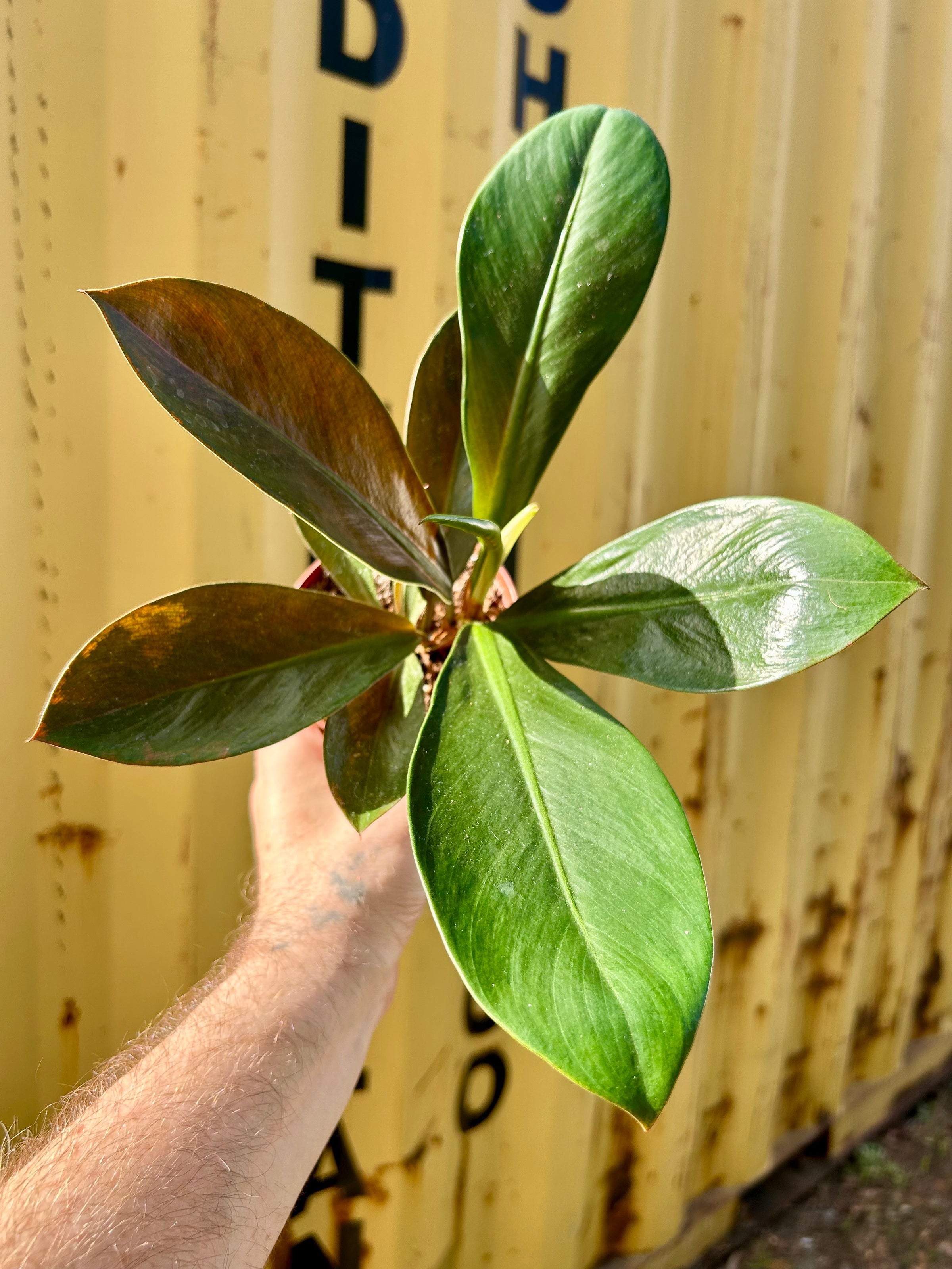philodendron lickety split 8" Philodendron Lickety Split