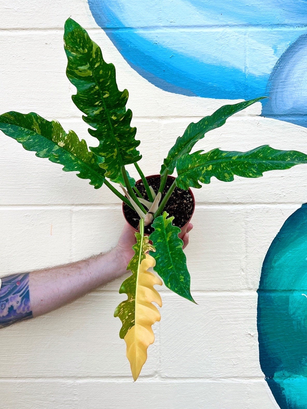Philodendron 'Ring of Fire' | Serpentine