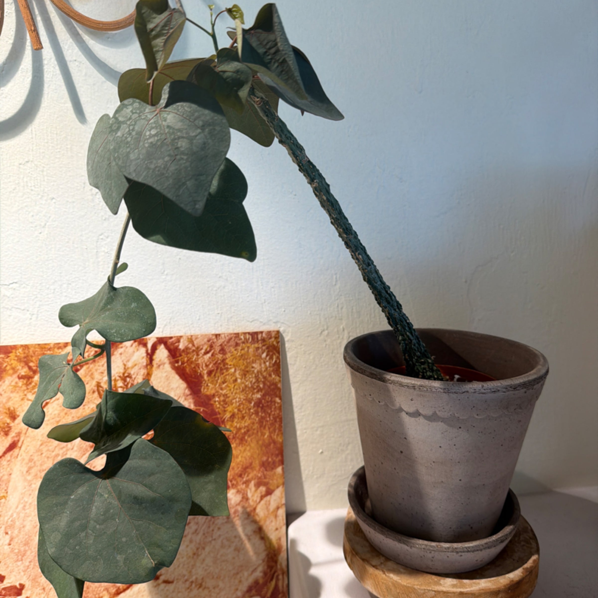 Agapetes lacei | Serpentine