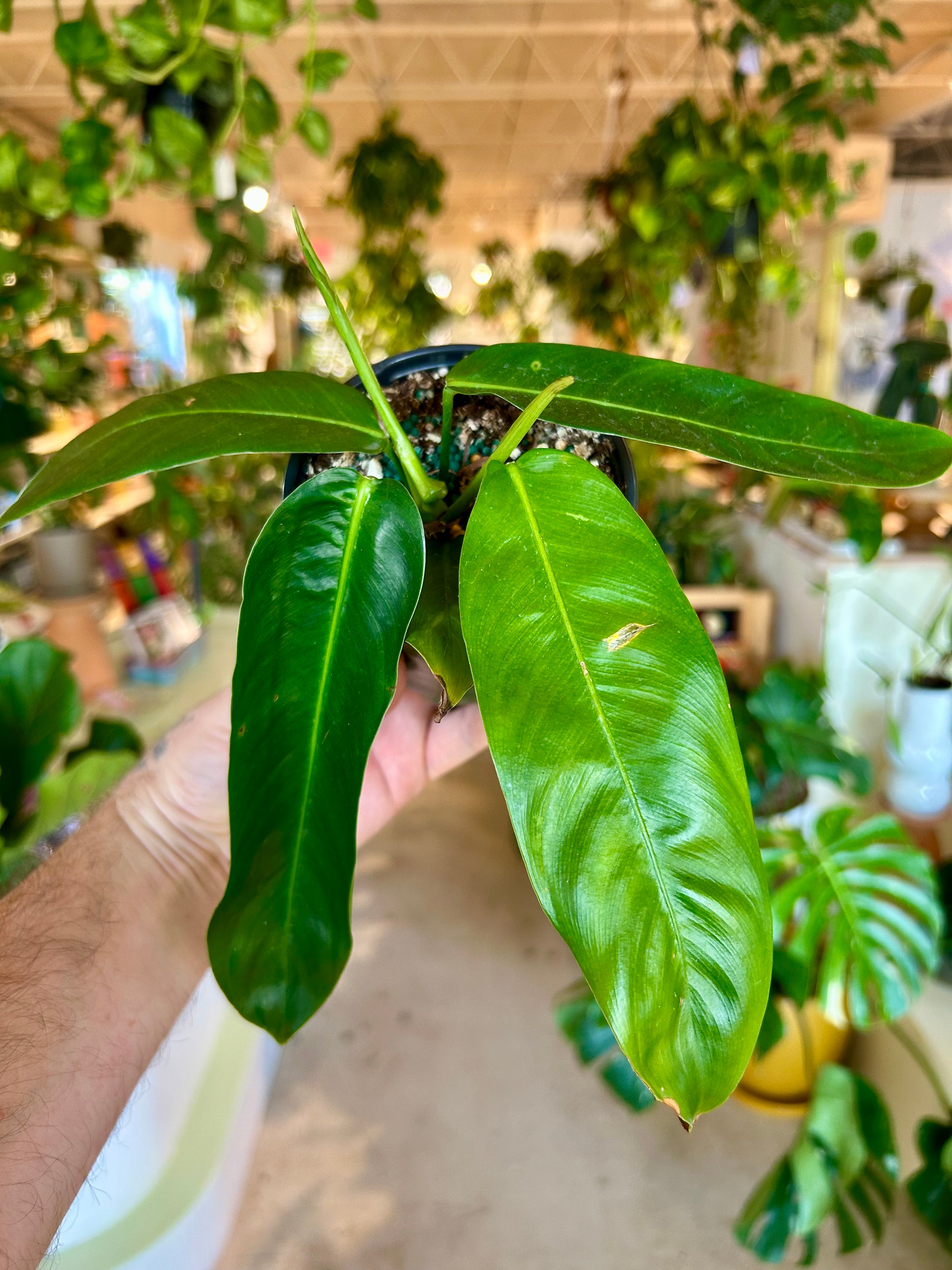 Philodendron patriciae | Serpentine