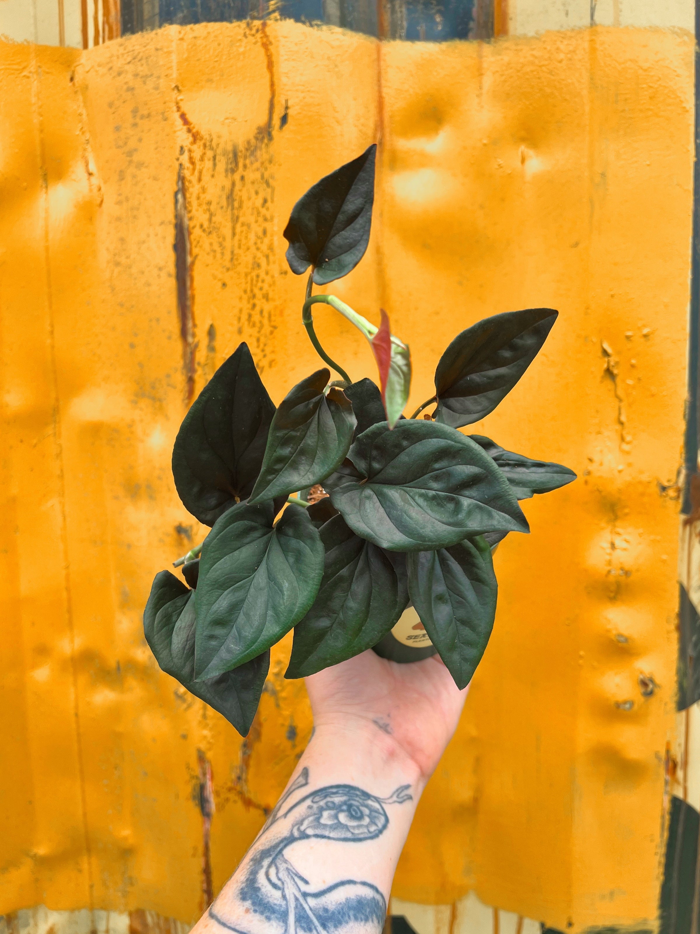Syngonium 'Red Arrow' | Serpentine