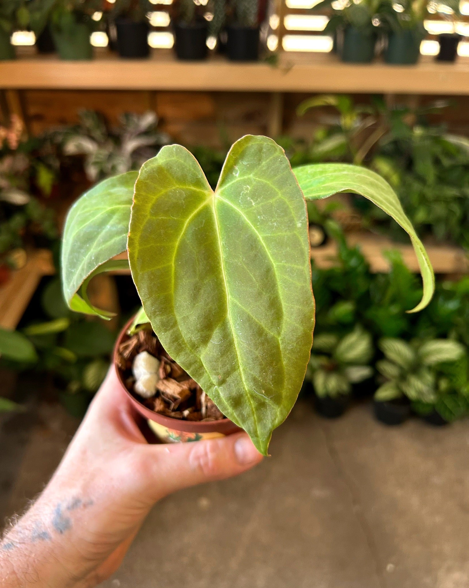 Anthurium crystallinum 'Red' | Serpentine
