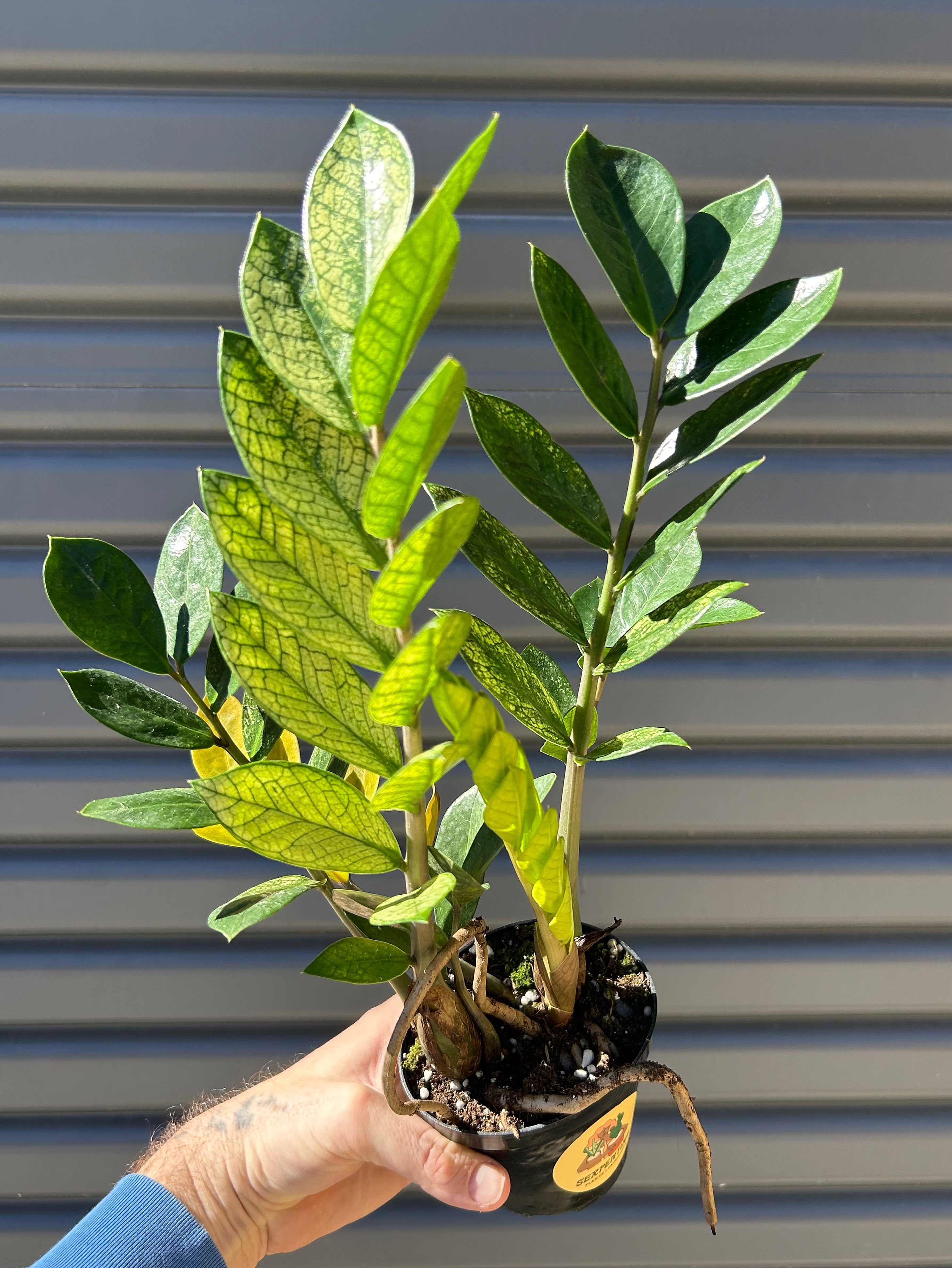 ZZ 'Chameleon'