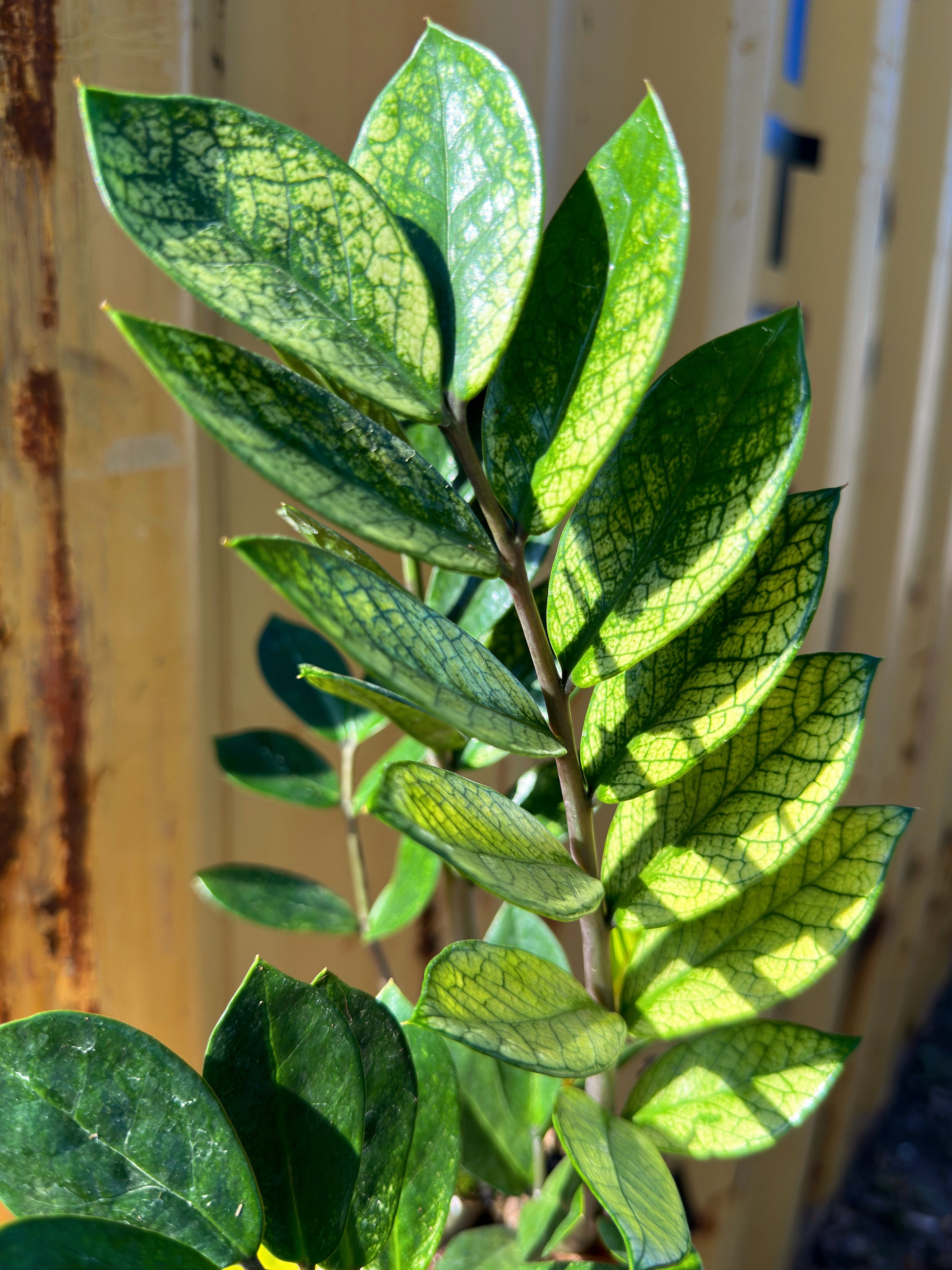 ZZ 'Chameleon'