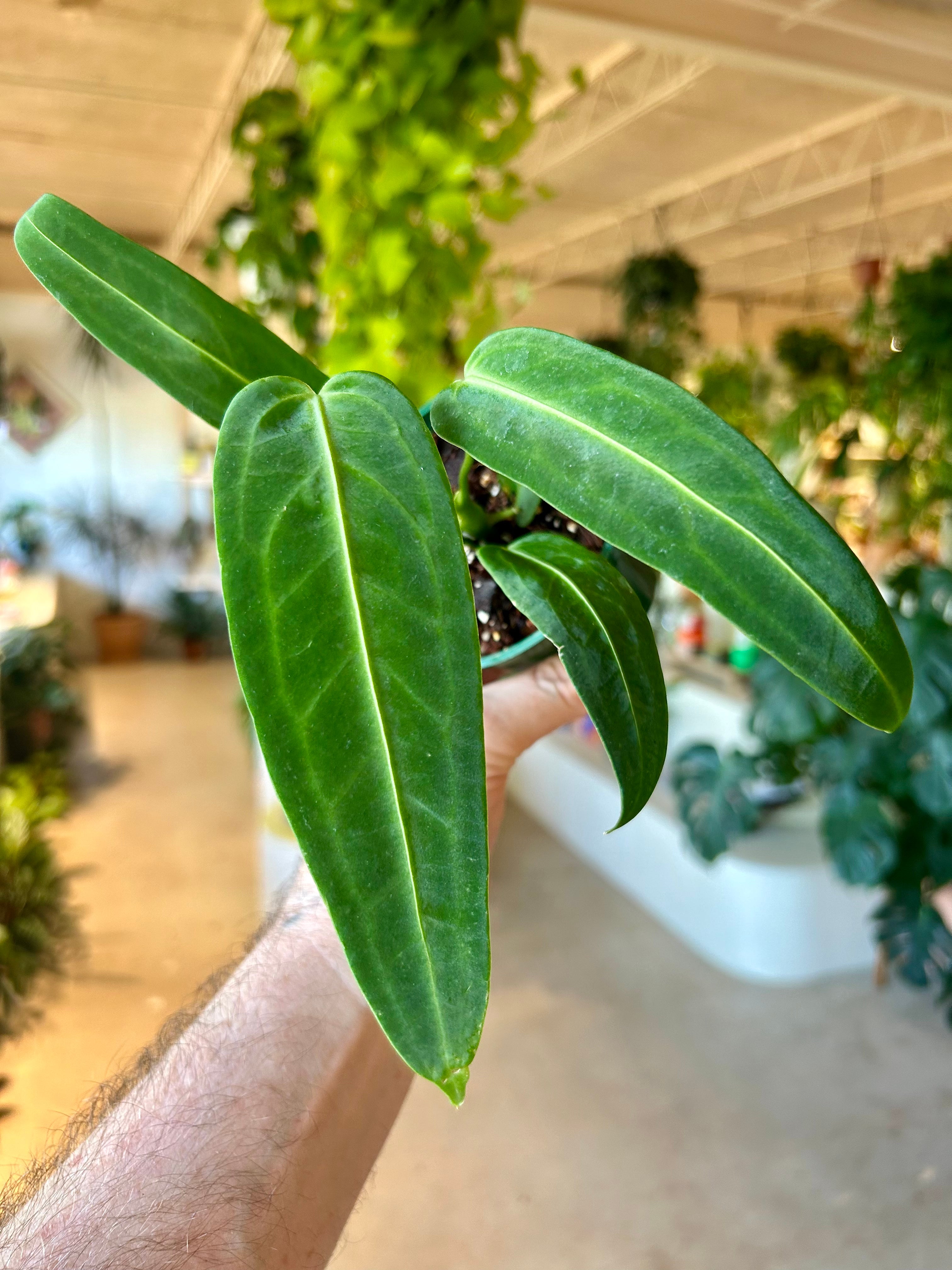 anthurium warocqueanum x waterburyanum Anthurium Warocqueanum x Waterburyanum