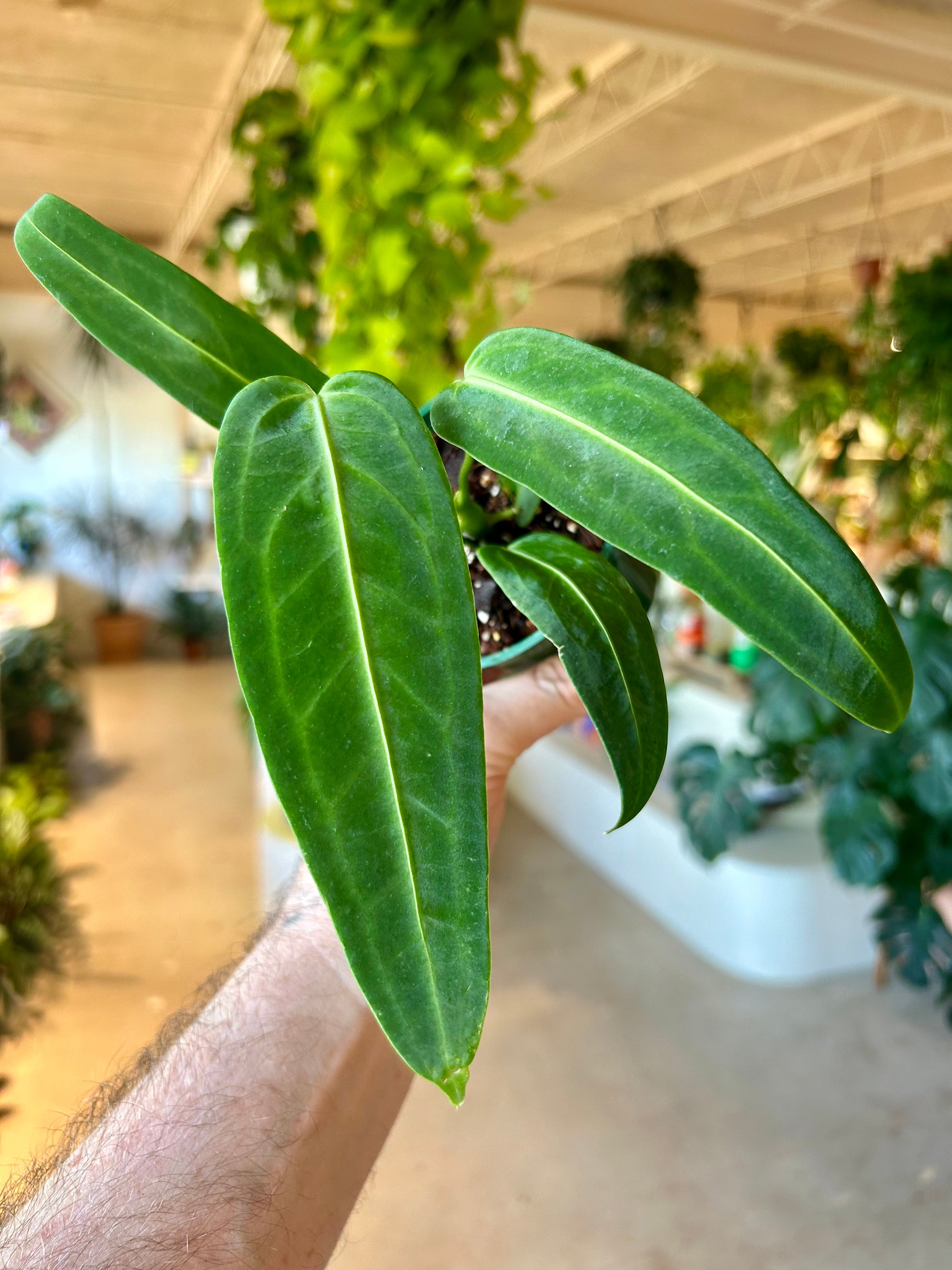 agave ghiesbreghtii Agave ghiesbreghtii Witte Zee gel