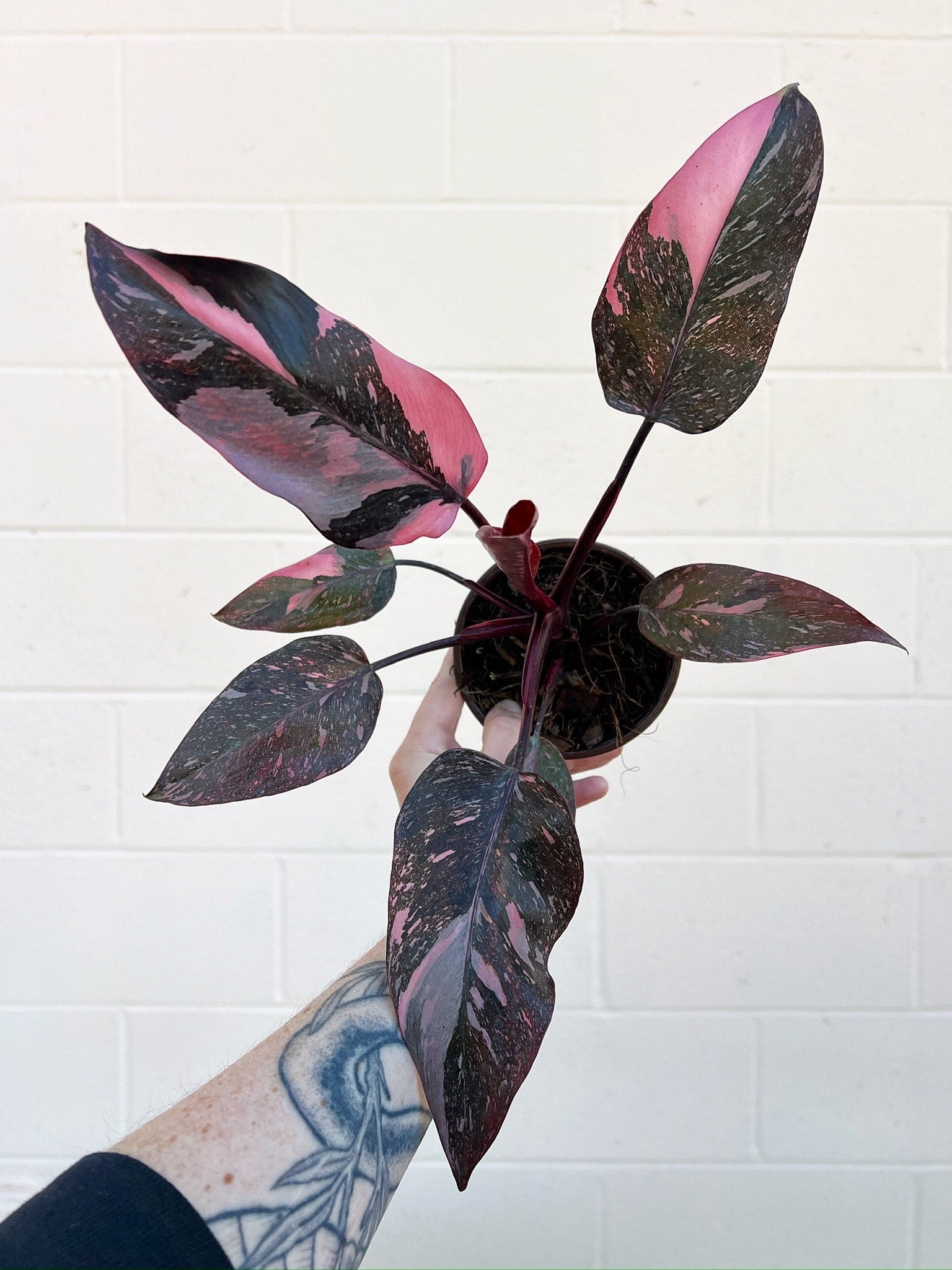 Philodendron 