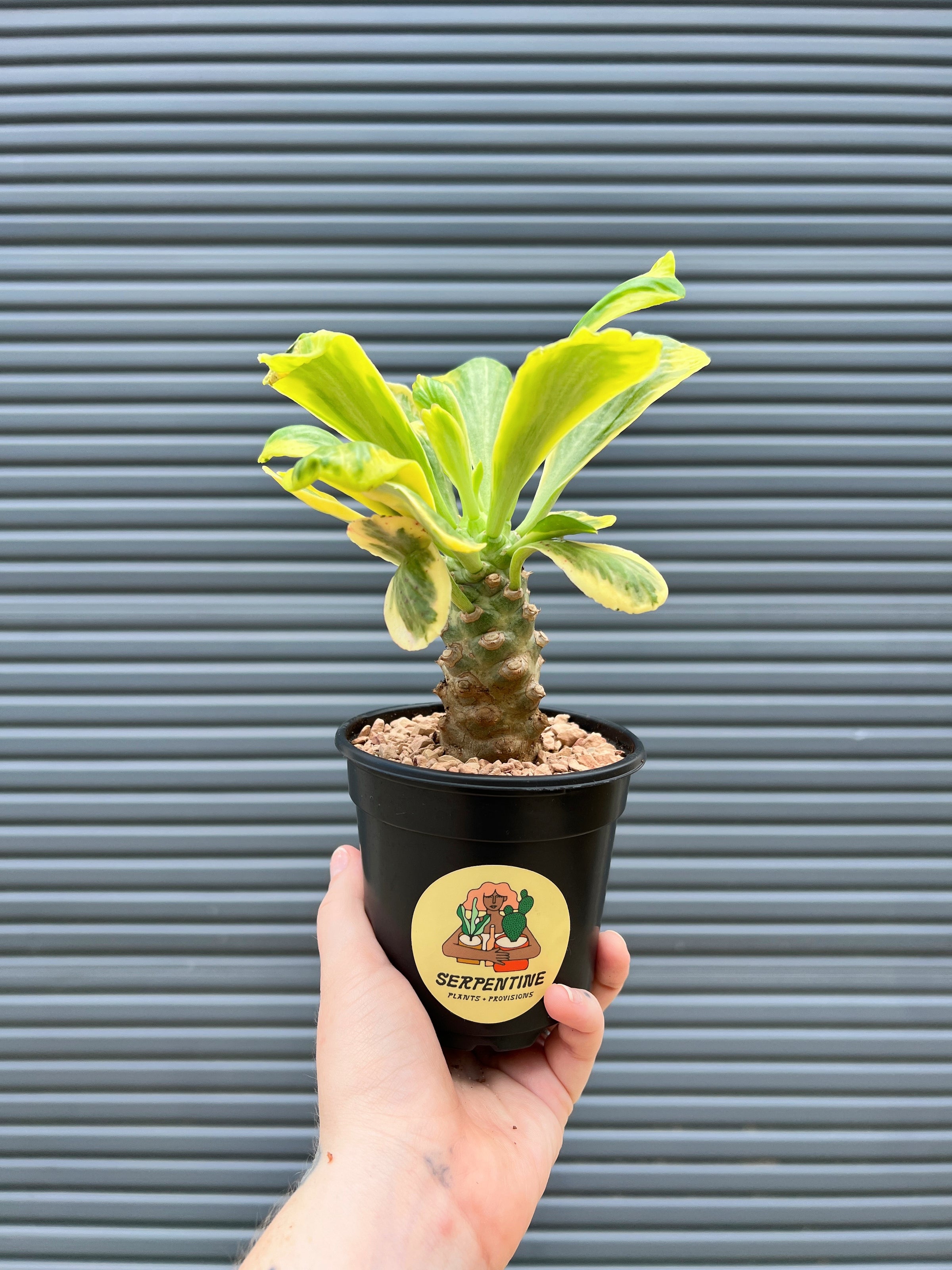 Euphorbia poissonii 'Variegata' | Serpentine