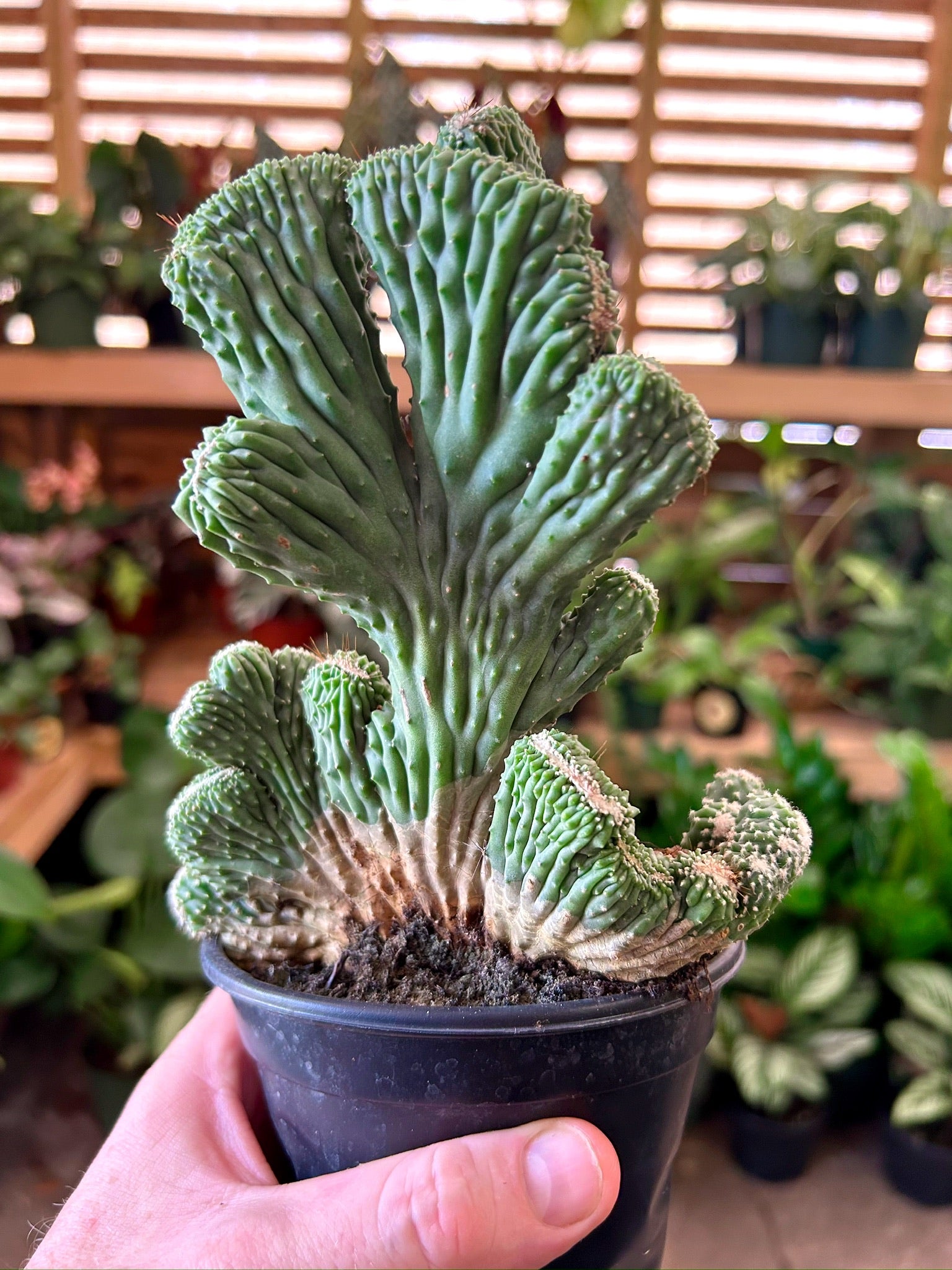 Cereus 'Green Coral Cactus' | Serpentine