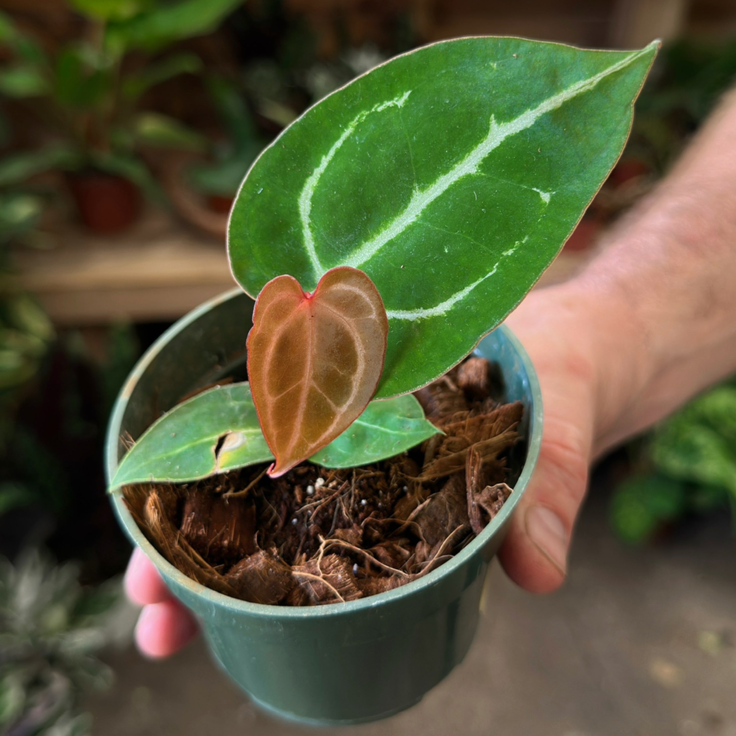 Anthurium crystallinum 'Dark Form' | Serpentine Plants + Provisions