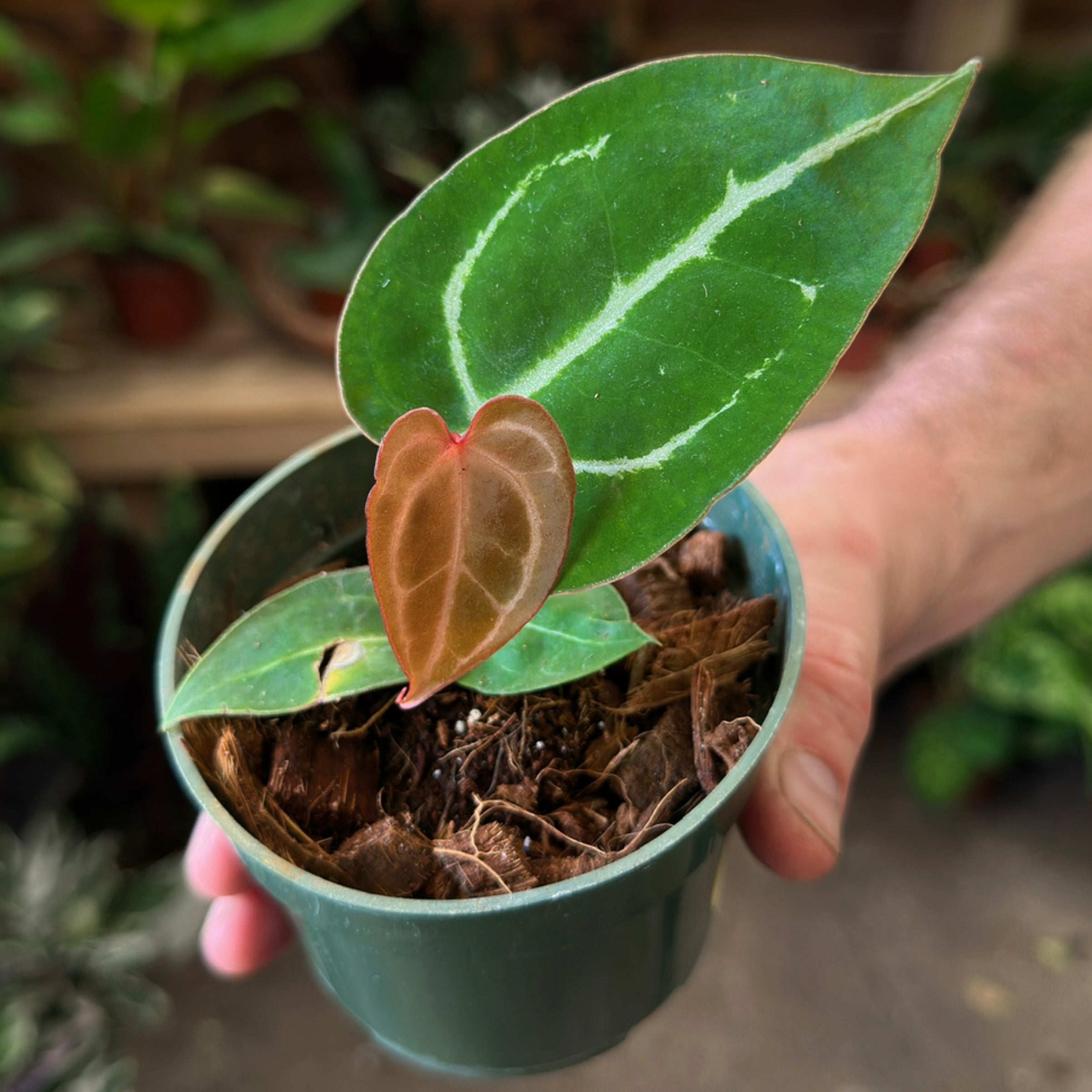 ficus audrey tree Ficus audrey – The Victorian Atlanta main image 1