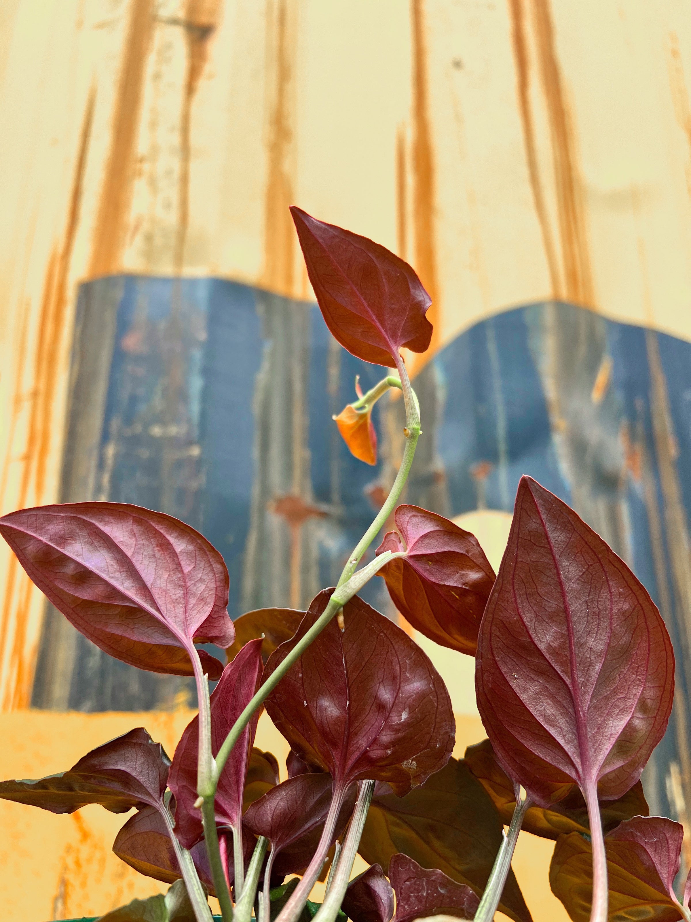 Syngonium 'Red Arrow' | Serpentine