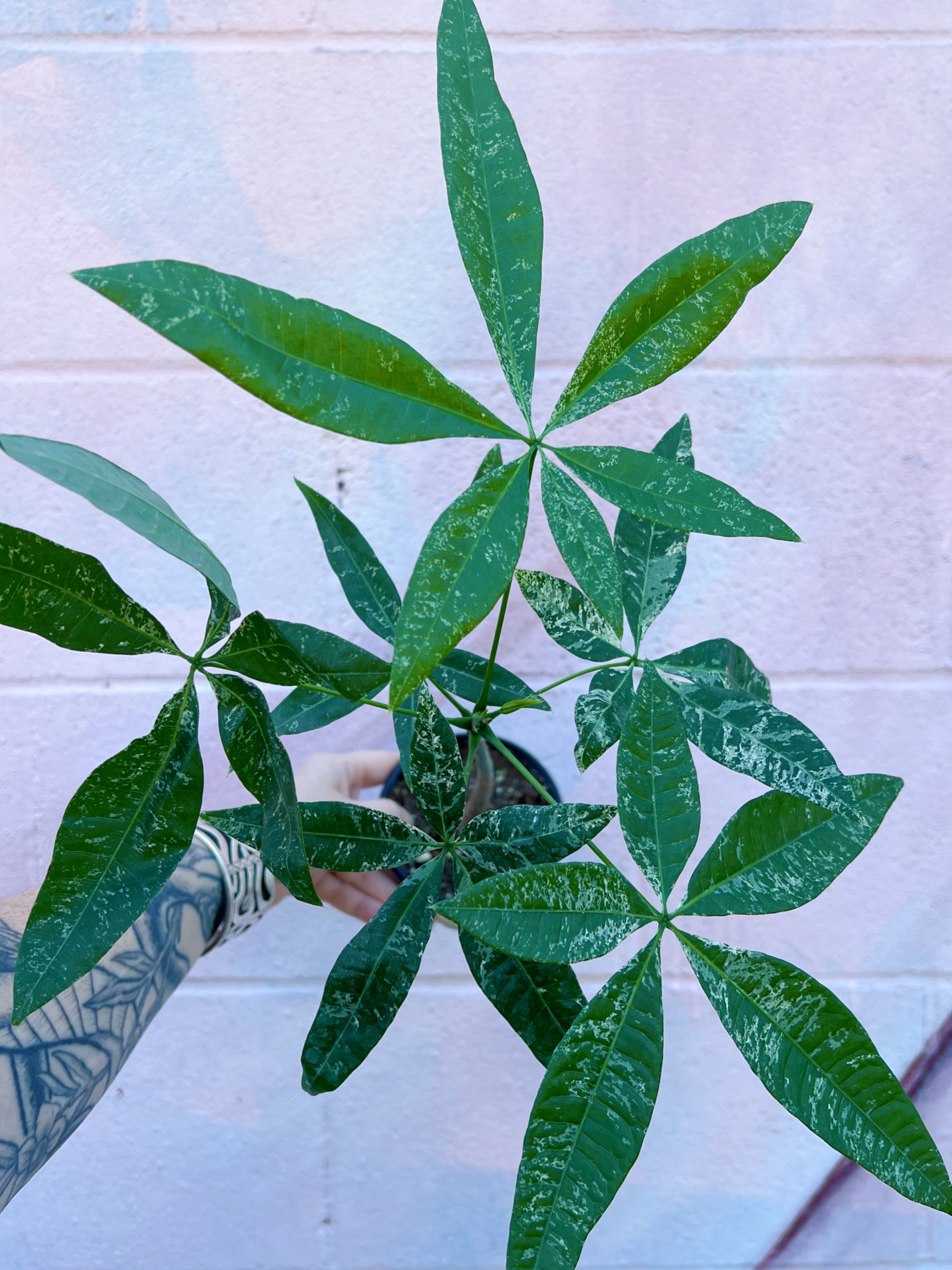 Pachira aquatica variegata 'Variegated Money Tree' | Serpentine Plants +  Provisions