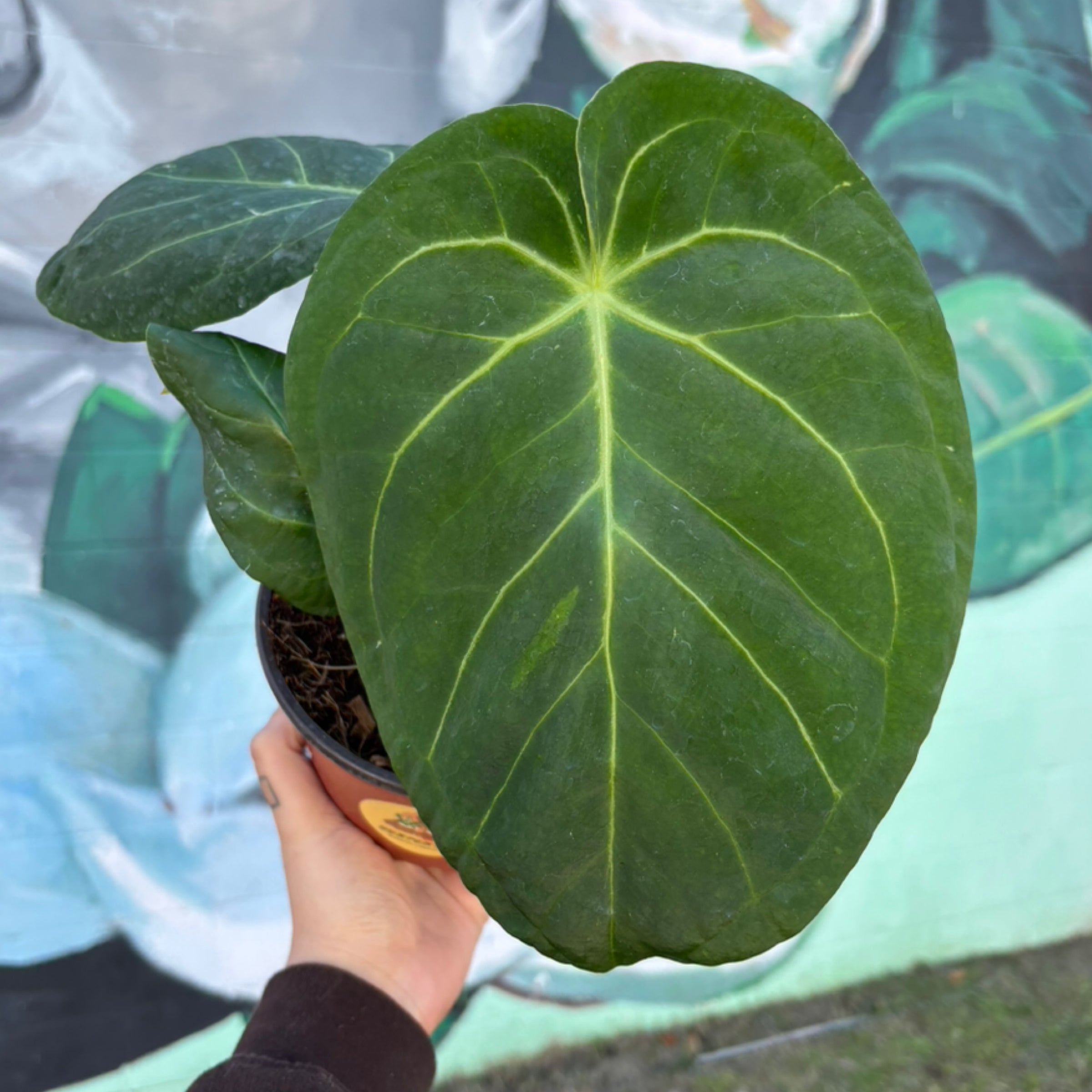 Anthurium magnificum | Serpentine