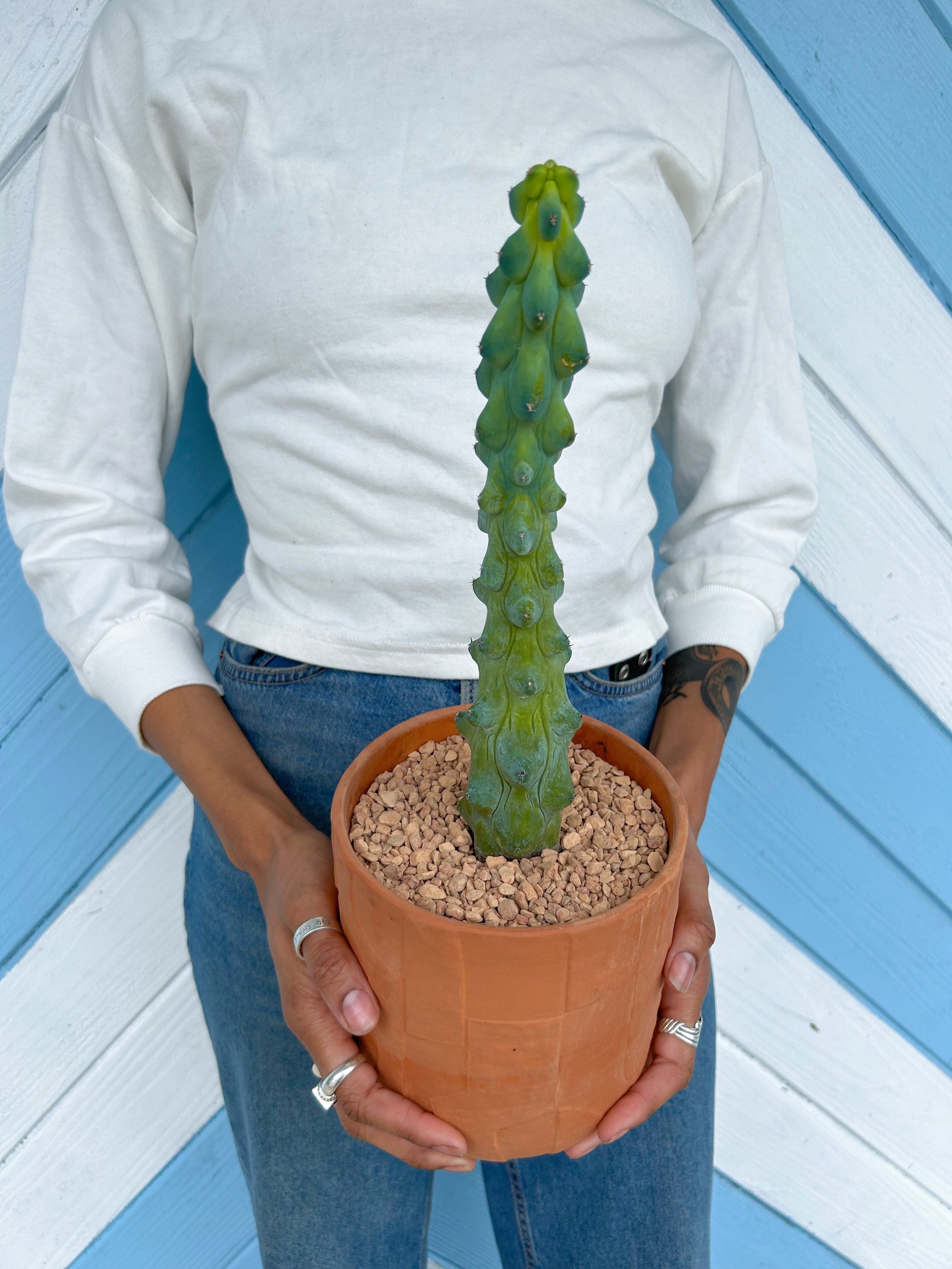 Myrtillocactus geometrizans 'Fukurokuryuzinboku' aka 'Boobie Cactus' |  Serpentine