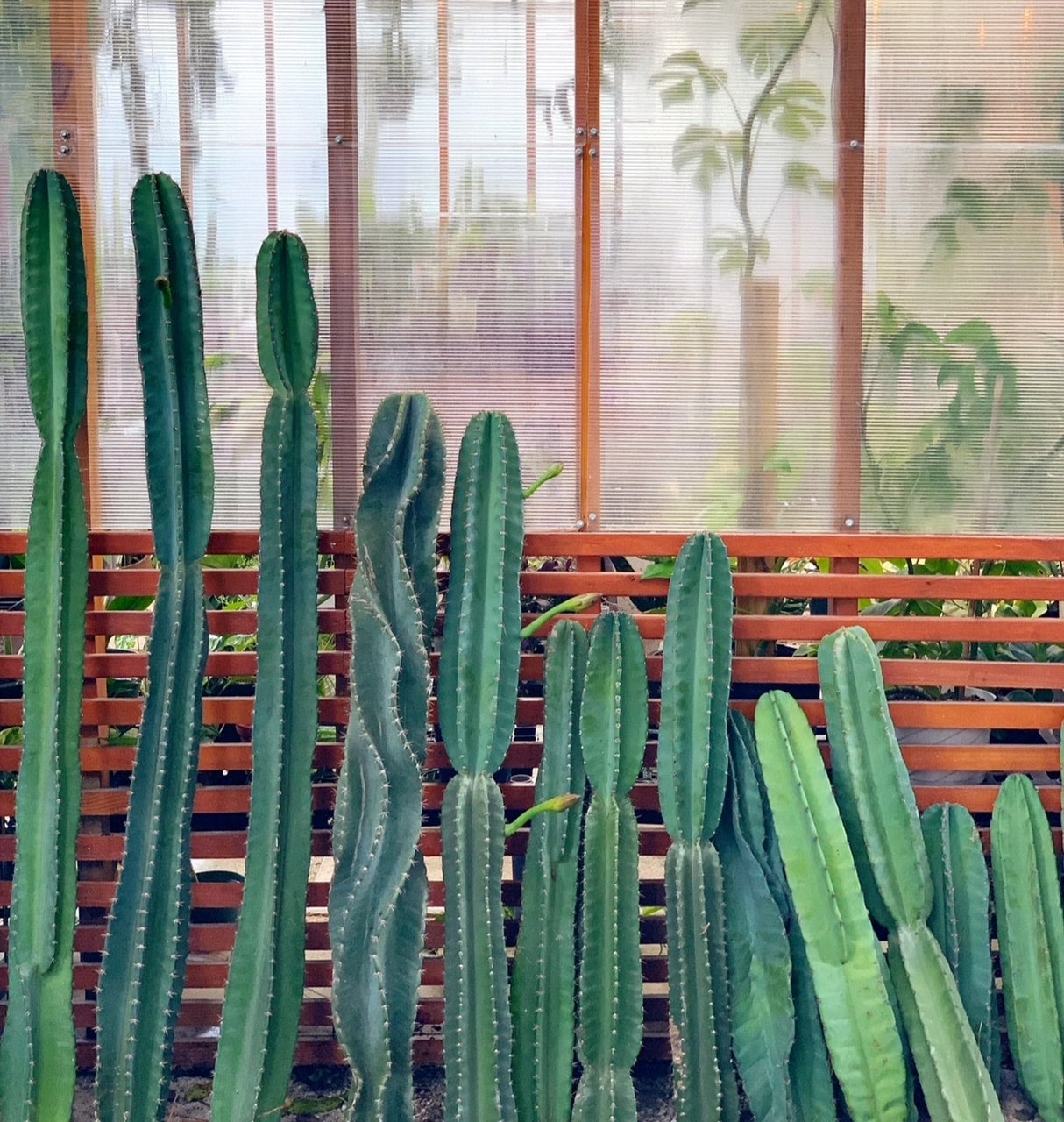 Cereus repandus 'Peruvian Apple Cactus' Cutting | Serpentine