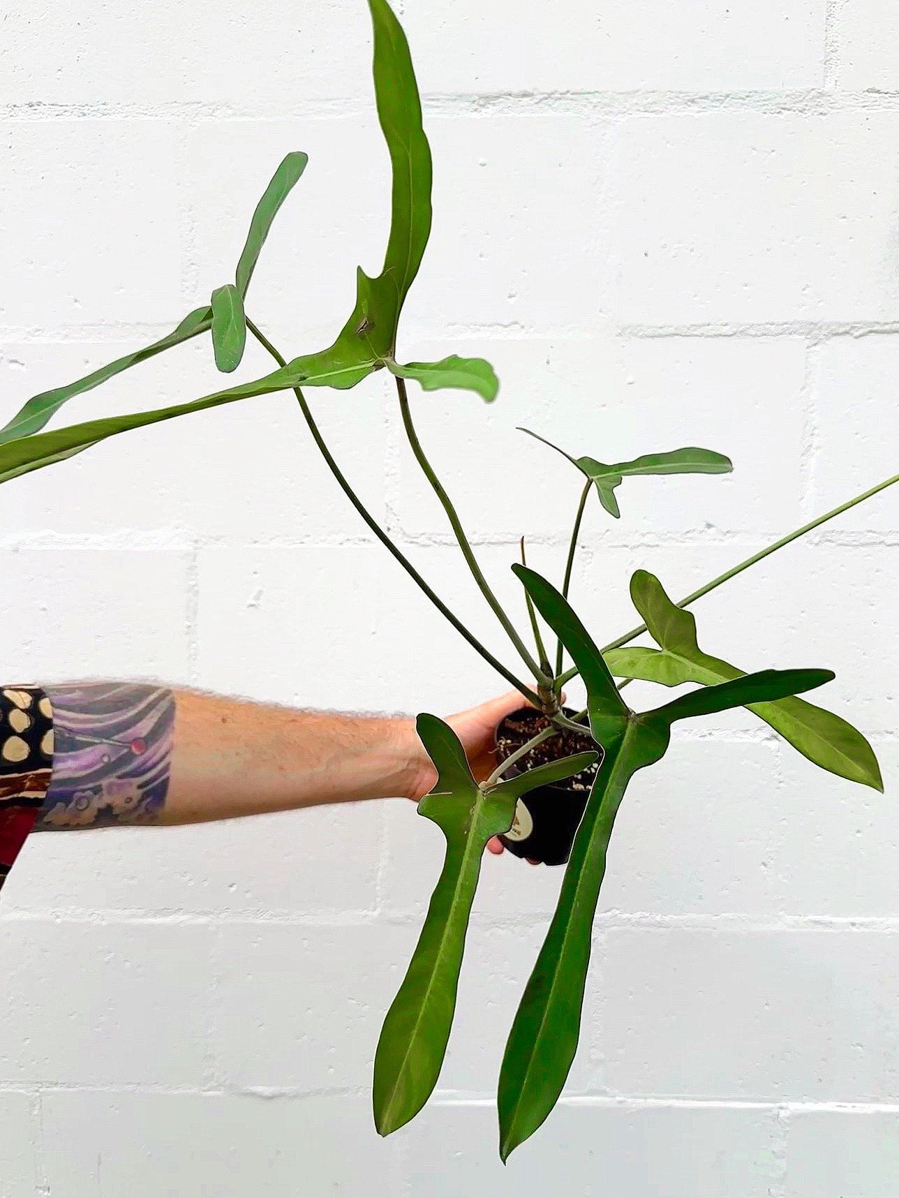 Philodendron longilobatum | Serpentine Plants + Provisions