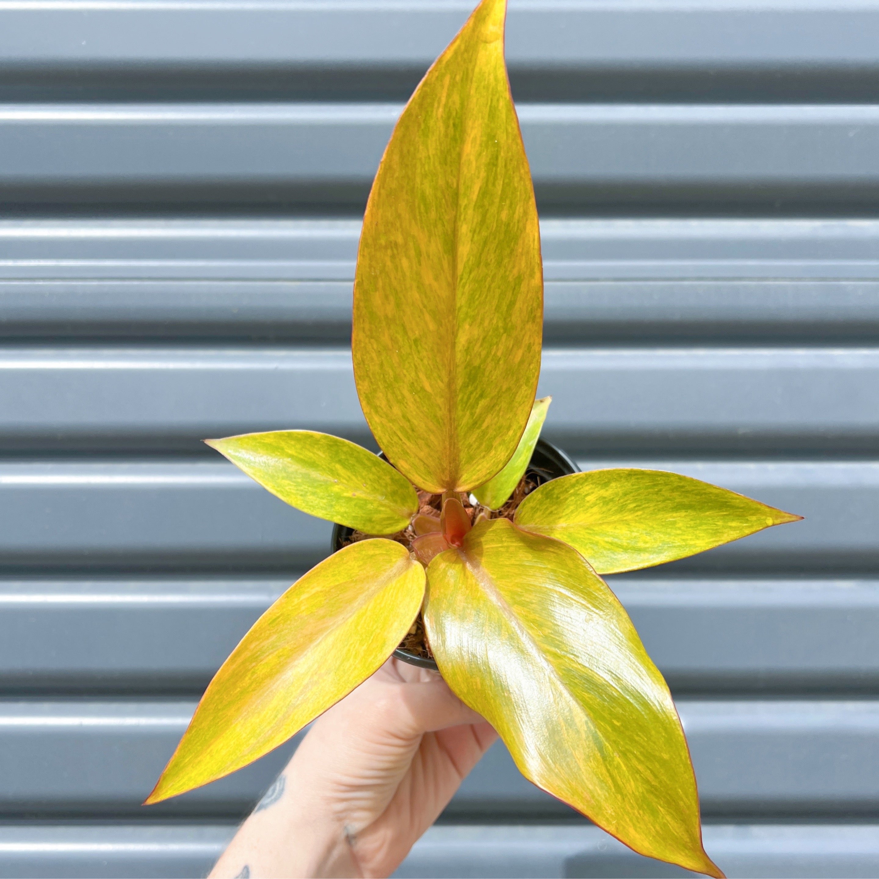 Philodendron Orange Marmalade