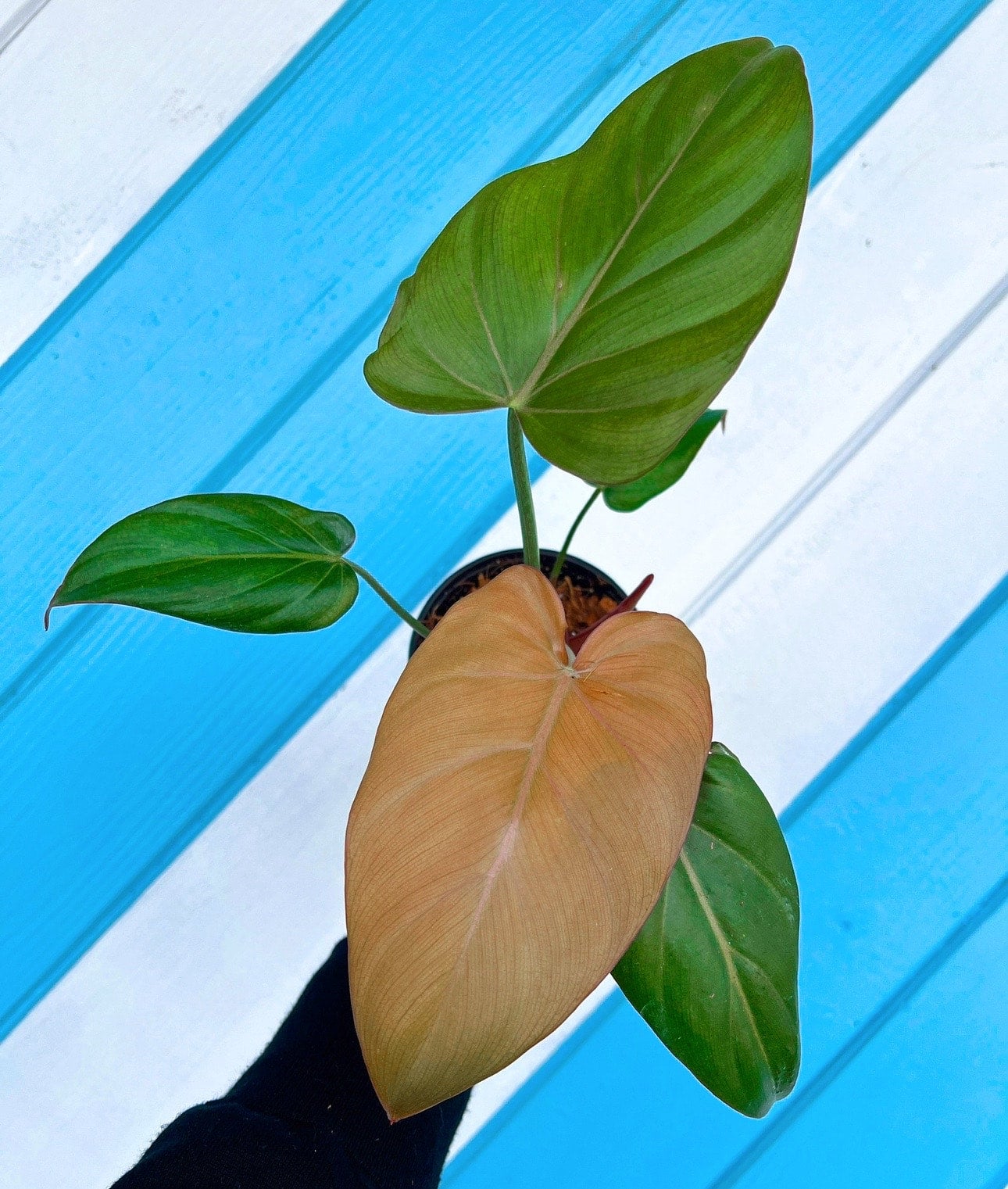 Philodendron 'Summer Glory' | Serpentine