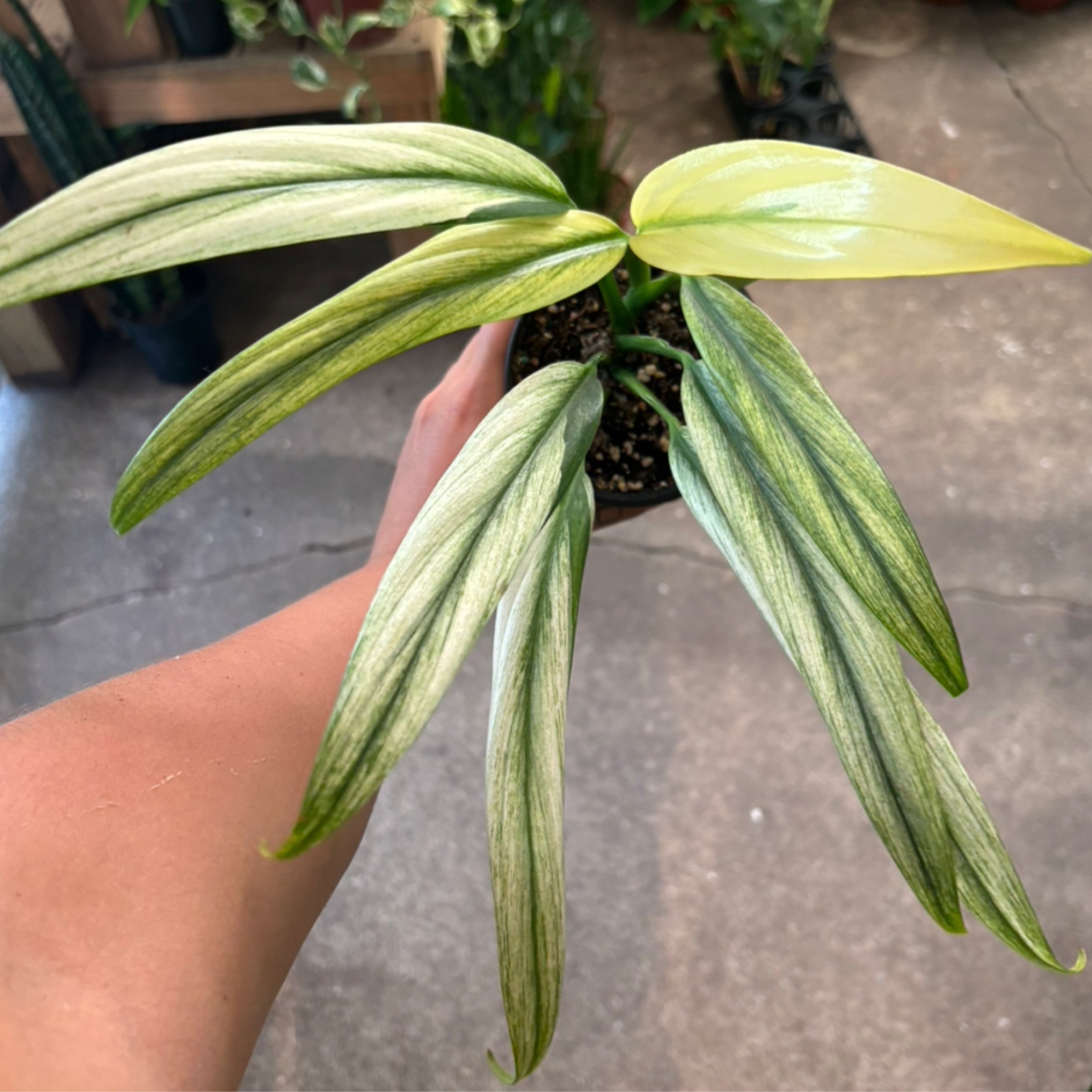 philodendron wchst nicht Tipps zur Pflege deiner Pflanze : Philodendron scandens Brasil   PflanzenFuerAlle