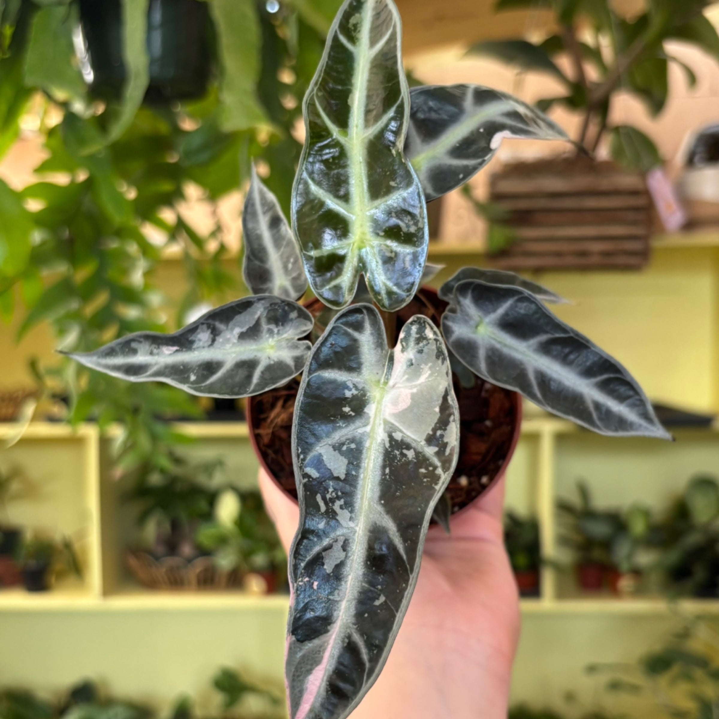 Philodendron hederaceum 'Rio' | Serpentine