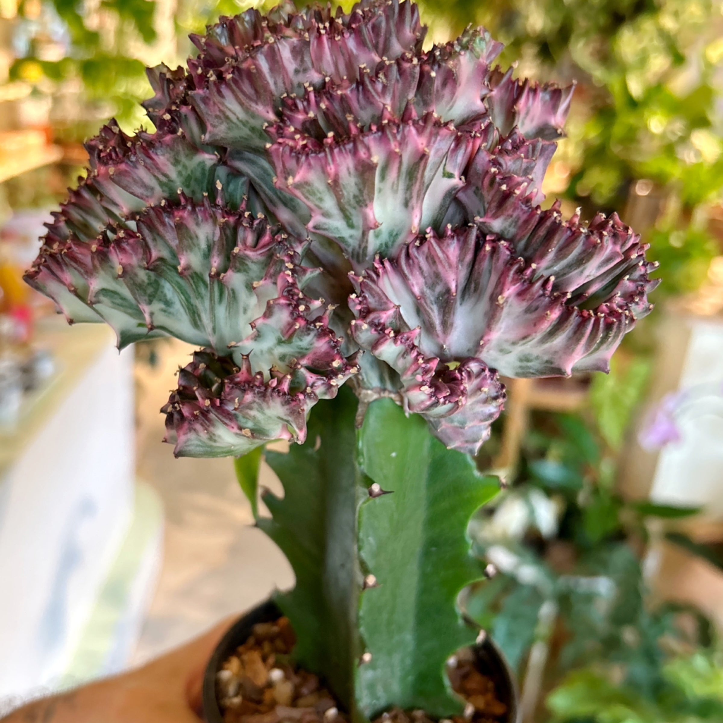 Euphorbia lactea var. cristata 'Red Mermaid Tail' (Grafted)