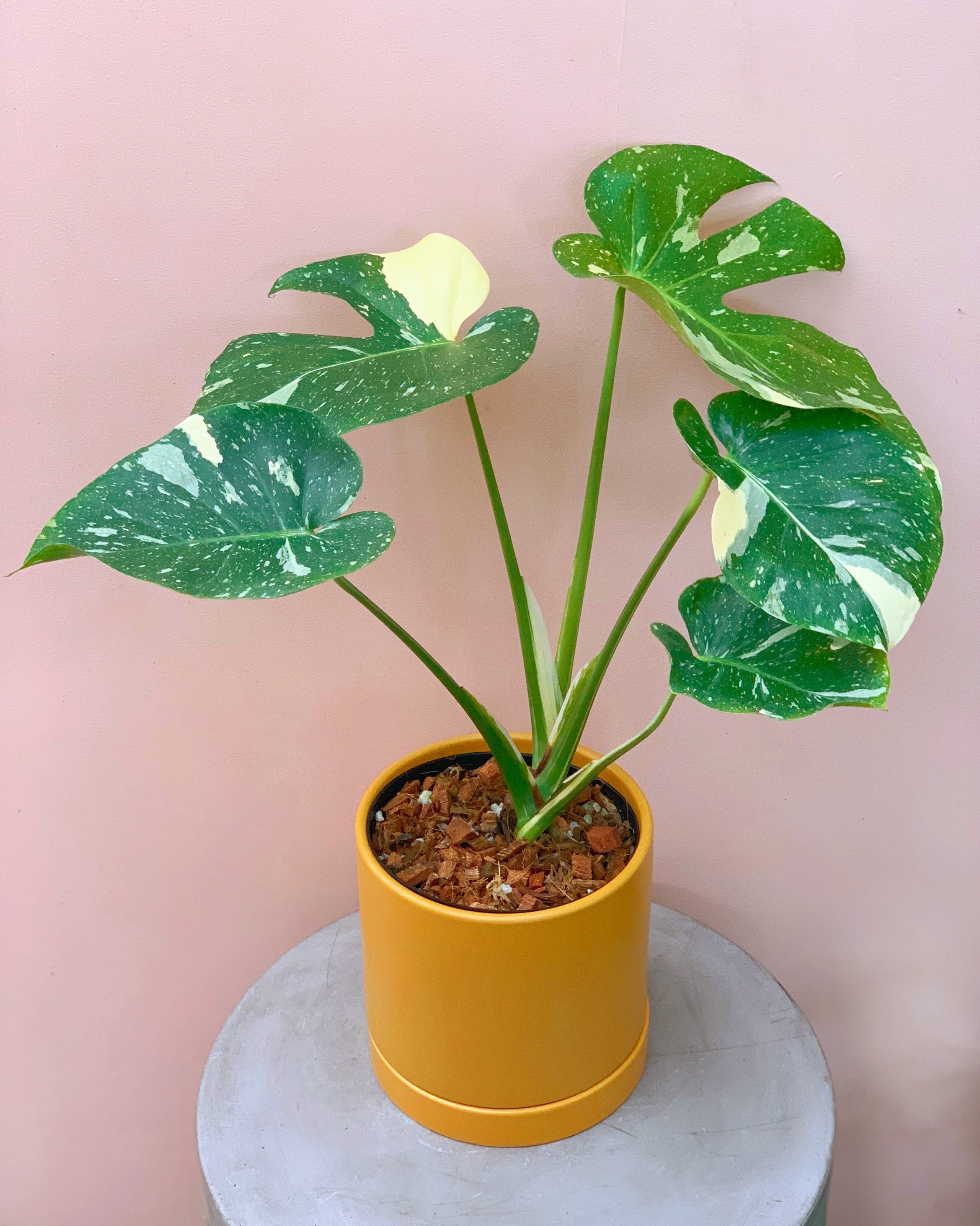 Monstera deliciosa #39 Thai Constellation #39 Serpentine Plants   Provisions