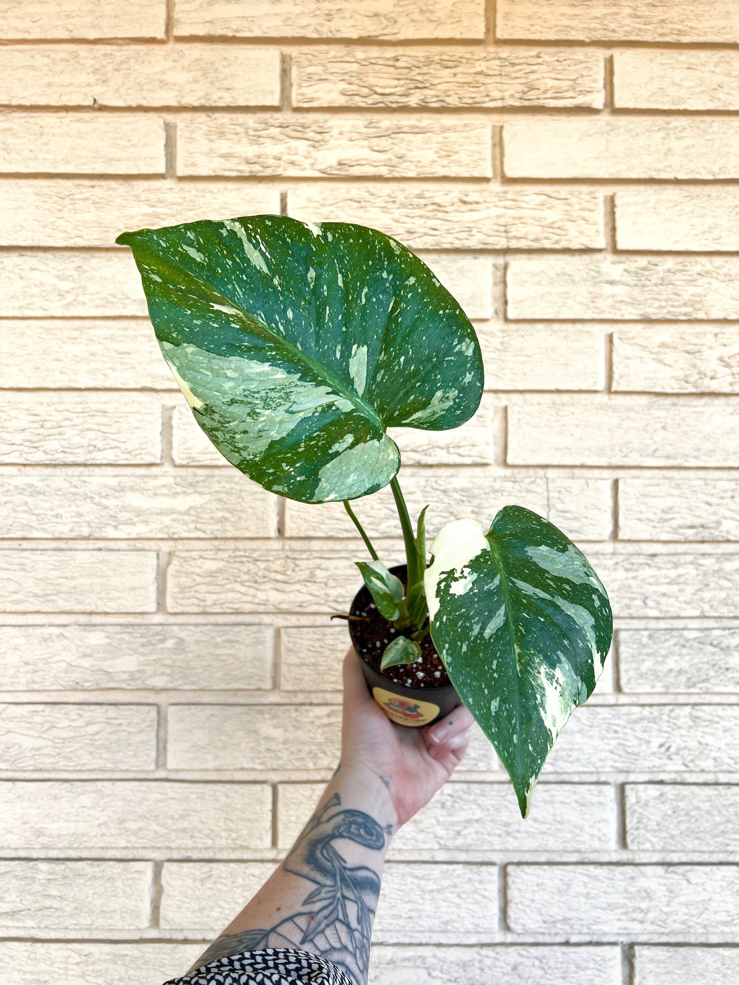 Monstera deliciosa #39 Thai Constellation #39 4 quot Serpentine Plants   Provisions