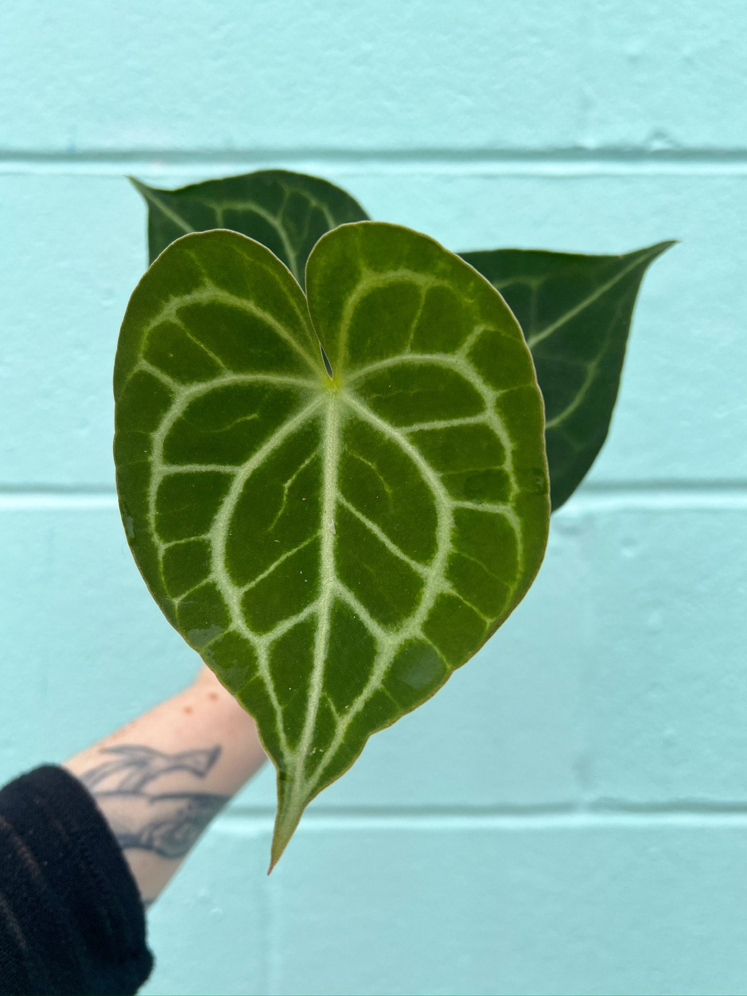 Anthurium Clarinervium Serpentine Plants Provisions anthurium-clarinervium-serpentine-plants-provisions